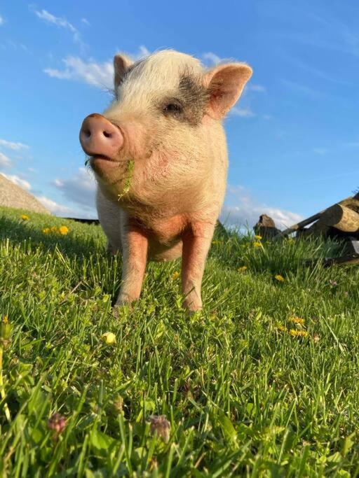 Hébergement de vacances Bourbon Trail: Caboose On The Farm *